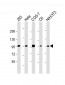 CTNNB1 Antibody (C-term)